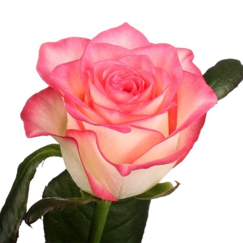 R GR JUMILIA 60cm - D