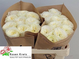 R Gr Lotti+ 50cm - D