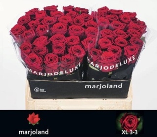R GR RED NAOMI! XL 3-3 55cm - D