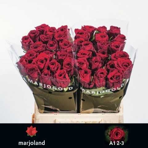 R GR RED NAOMI! 40cm - D
