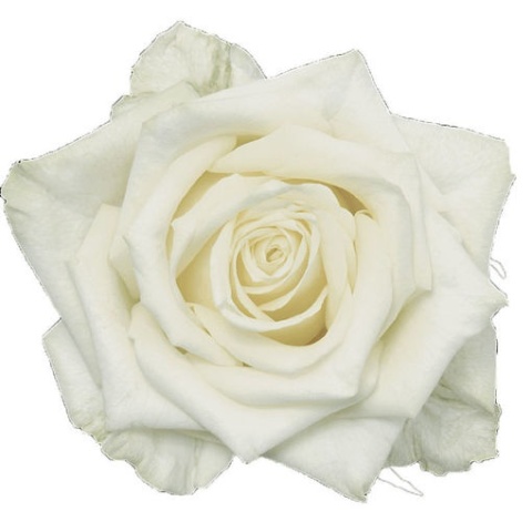 R GR WHITE NAOMI! 60cm - D