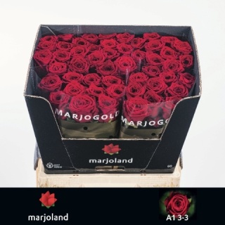 R GR RED NAOMI! 3-3 Optimaal 60cm -D