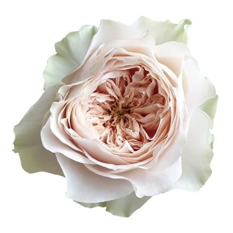 R Gr Shade Of Beige! 50cm - D