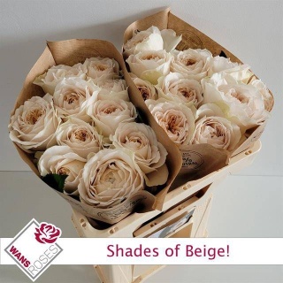 R Gr Shade Of Beige! 50cm - D