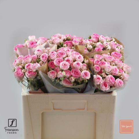 R TR KATE-LYNN 50cm - PROMO