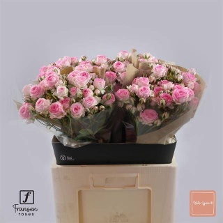 R TR KATE-LYNN extra 60cm - D