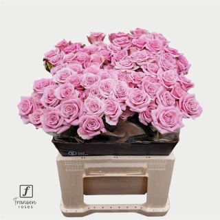 R TR LEILA 50cm - D
