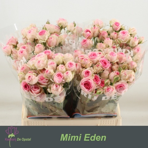 R TR MIMI EDEN 50cm - D