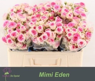 R TR MIMI EDEN 50cm - D