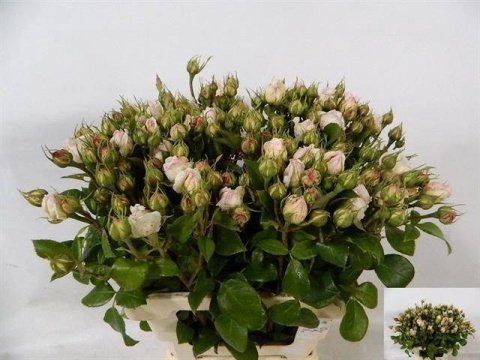 R TR POESIE SF 60cm - D