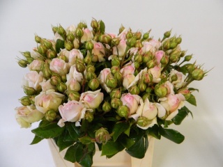 R TR POESIE SF 60cm - D