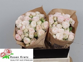 R TR ROYAL WEDDING 40cm - D