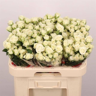 R TR SNOWFLAKE 60cm - D