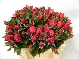 R TR STRAWBER FREELA 50cm - D