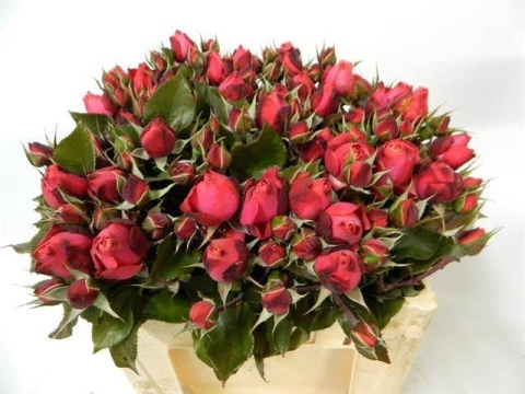 R TR STRAWBER FREELA 50cm - D