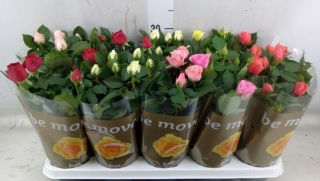 Roses B Monde Mix 25cm/d10,5 - D
