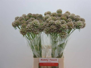 SCABIOSA STELLATA ZD 70cm - D