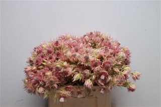 SERR SUGAR N SPICE 40cm - D