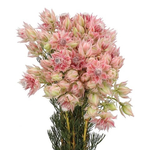 SERR BRIDAL PINK 40cm - D