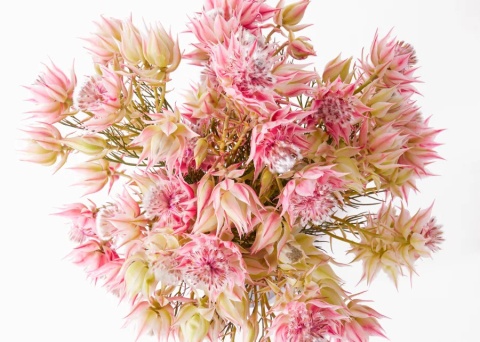 SERR BRIDAL PINK 40cm - D