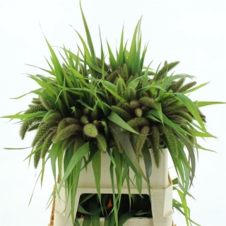 Setaria It Red Jewel 80cm - D