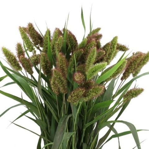 Setaria It Red Jewel 80cm - D