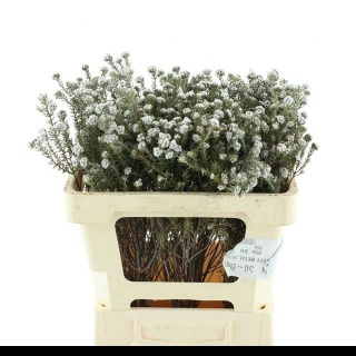 SNIJBLOEMEN OV 50cm - D