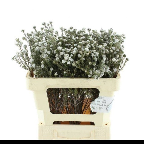 SNIJBLOEMEN OV 50cm - D