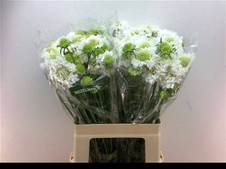 SCAB AT F SCOOP WHITE 60cm - D