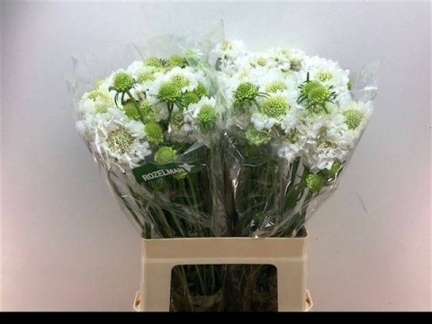 SCAB AT F SCOOP WHITE 60cm - D