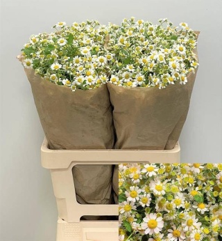 TANA PA SINGLE VEGMO Big Pack 75cm/850G - D