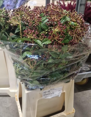 VIBURNUM MET BES BOS 55cm - D
