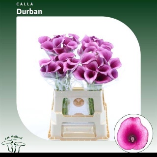 ZANT DURBAN 60cm - D