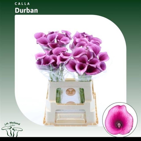 ZANT DURBAN 60cm - D