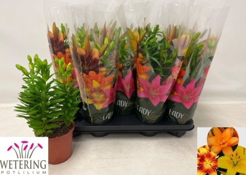 LILIUM AS GEM 35cm/d13 - D