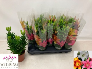 LILIUM AS GEM 35cm/d13 - D