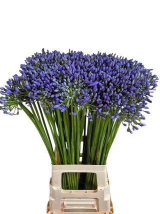 AGAP SWEDISH BLUE 80cm - D