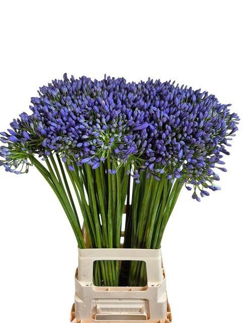 AGAP SWEDISH BLUE 80cm - D