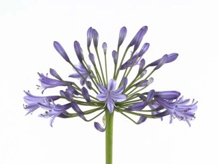AGAP SWEDISH BLUE 80cm - D