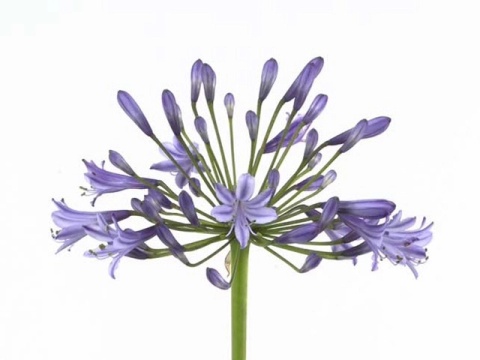 AGAP SWEDISH BLUE 80cm - D