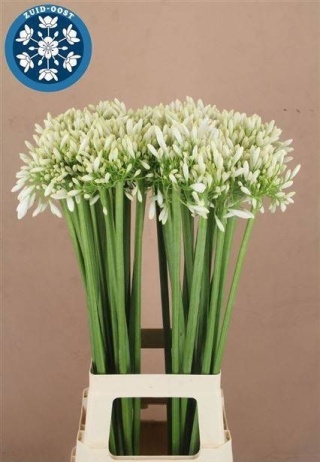 AGAP PRAECOX MEONI WHITE Extra 80cm - D