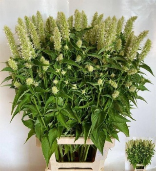 AGASTACHE OV 85cm - D