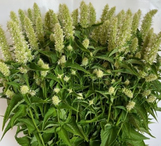 AGASTACHE OV 85cm - D