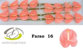 ANTH A FARAO 16 /S11 - D