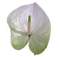 ANTH A GRACE 10/ 50cm - D
