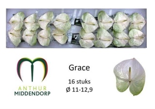 ANTH A GRACE 16/Ś11 - D