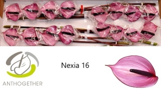 ANTH A NEXIA 16 - D
