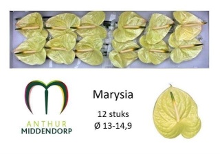 ANTH A MARYSIA 12 /Ś13 - D
