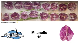 ANTH A MILANELLO 55cm - D