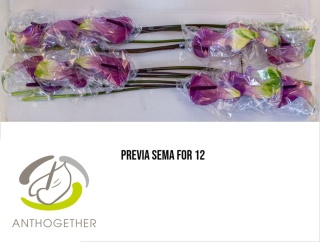 ANTH A PREVIA SEMAFORE 12 /S13 - D